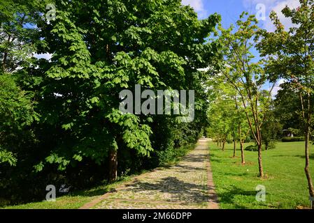 Ataturk Arboretum est un musée des arbres et des plantes situé à Istanbul, en Turquie. Banque D'Images