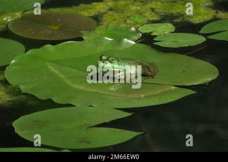 Une grenouille taureau verte américaine est assise sur un grand matelas de nénuphars entouré d'autres matelas de nénuphars et de végétation flottante dans un étang. Banque D'Images