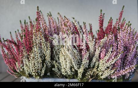 De belles petites fleurs fleurissent dans la forêt. Calluna vulgaris ou brugo Banque D'Images