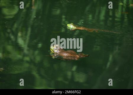 Une grenouille-taureau verte américaine se repose à moitié submergée dans un étang. Banque D'Images