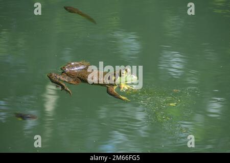 Une grenouille-taureau verte américaine se repose à moitié submergée dans un étang. Banque D'Images