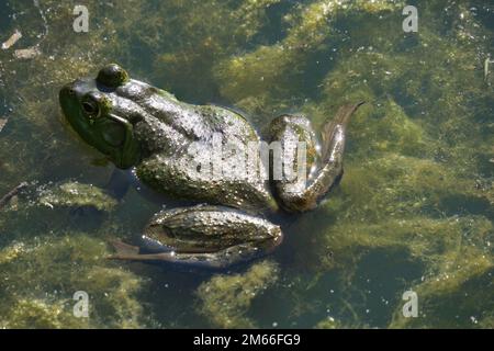 Une grenouille-taureau verte américaine se repose à moitié submergée dans un étang. Banque D'Images