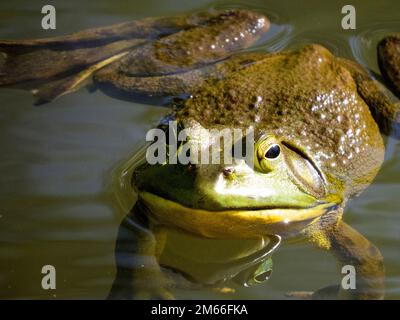 Une grenouille-taureau verte américaine se repose à moitié submergée dans un étang. Banque D'Images