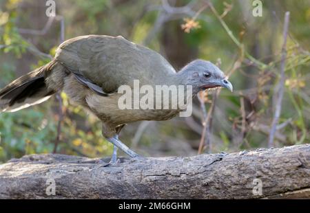 Plaine de Chachalaca (Ortalis vetula), Rio Grande Valley, Texas, États-Unis. Banque D'Images