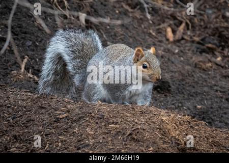 Chicago, États-Unis. 2 janvier 2023. Un écureuil gris de l'est (Sciurus carolinensis) est vu dans un jardin dans une banlieue ouest de Chicago. Les écureuils gris sont les espèces d'écureuils les plus communes en Amérique du Nord, ils ne hibernent pas et sont l'un des rares mammifères qui peuvent descendre une tête d'arbre en premier, en tournant leurs pieds vers l'arrière. Credit: Stephen Chung / Alamy Live News Banque D'Images