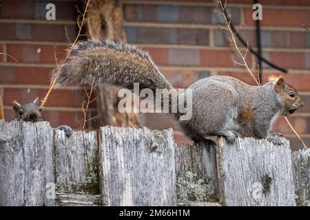 Chicago, États-Unis. 2 janvier 2023. Une paire d'écureuils gris de l'est (Sciurus carolinensis) est vue dans un jardin dans une banlieue ouest de Chicago. Les écureuils gris sont les espèces d'écureuils les plus communes en Amérique du Nord, ils ne hibernent pas et sont l'un des rares mammifères qui peuvent descendre une tête d'arbre en premier, en tournant leurs pieds vers l'arrière. Credit: Stephen Chung / Alamy Live News Banque D'Images