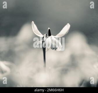 Fleurs en Snowdop, gros plan, vues à angle bas sur les fleurs en Snowdrop isolées Banque D'Images