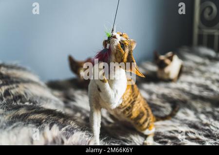 Un chat de Devon rex attrape une taoy dans ses dents. Concept PET. Prise de vue moyenne. Photo de haute qualité Banque D'Images