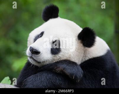 Panda géante se reposant sur des pattes dans la réserve naturelle nationale de Wolong, province du Sichuan, Chine. Ailuropoda melanoleuca Banque D'Images