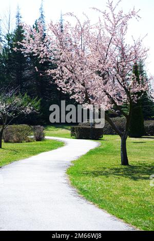 Sentier au parc à l'intérieur de l'herbe et arbres en fleurs au parc au printemps Banque D'Images