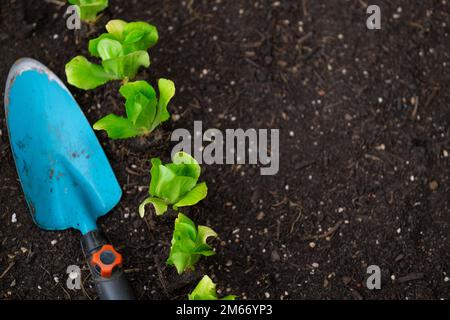 plantules de la pelle de jardin et de la laitue romaine sur le sol. Plantez de laitue sur le sol en gros plan. La culture de légumes bio purs dans votre propre Banque D'Images