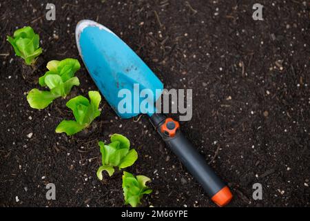 plantules de la pelle de jardin et de la laitue romaine sur le sol. Plantez de laitue sur le sol en gros plan. Culture pure bio légumes.Jardinage et Banque D'Images