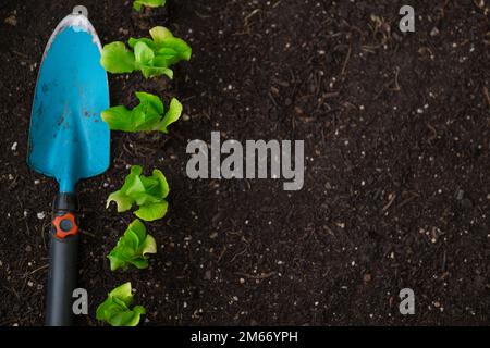 Plantules de laitue romaine et pelle de jardin bleue sur le sol. Plantez de laitue sur le sol en gros plan. La culture de légumes bio purs dans votre propre Banque D'Images