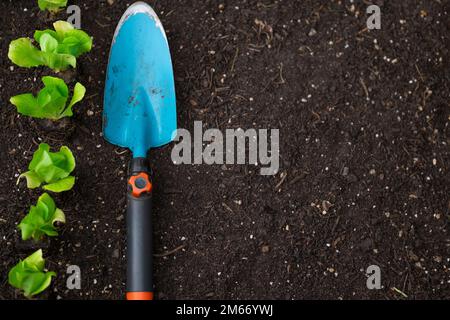 Plantules de laitue romaine et pelle de jardin bleue sur le sol. Plantez de laitue sur le sol en gros plan. La culture de légumes bio purs dans votre propre Banque D'Images