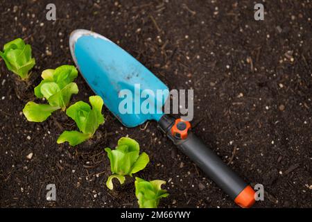 jardiner les plantules de la pelle et de la laitue sur le sol. Plante de laitue mise sur le sol . Culture de légumes bio purs dans votre propre jardin.Jardinage et Banque D'Images