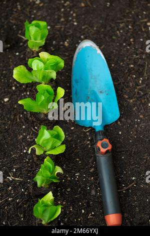 jardiner les plantules de la pelle et de la laitue sur le sol. Laitue plantée sur le sol. Culture de légumes bio purs dans votre propre jardin.Jardinage et Banque D'Images