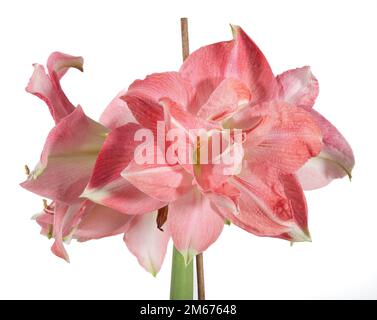 Hippeastrum x hortorum, Hippeastrum, Rozetta, Sigtuna, Suède, Europe du Nord, Amaryllis, Amaryllidaceae, amaryllidae, pérenne, bulbeux, famille amaryllis, amaryllisväxter Banque D'Images