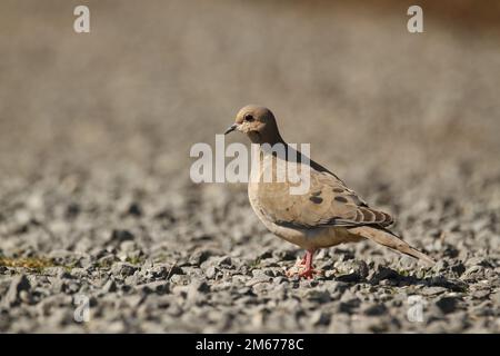 Un seul Dove mounant (Zenaida macroura) debout sur des rochers gris ou du gravier avec un fond clair et diffus. Prise à Victoria, C.-B., Canada. Banque D'Images