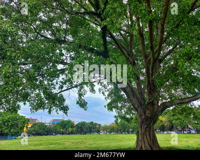 Un grand et ombragé vieux banyan Tree sur la place de la ville de Surakarta avec des racines très denses Banque D'Images