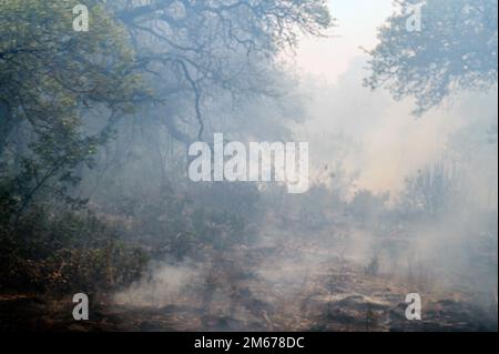 Lors d'une conférence de presse, les responsables ont confirmé que les efforts de diverses organisations pour éteindre l'incendie avaient été couronnés de succès et ont signalé que 50 % de l'incendie du camp de Bullis avait été maîtrisée à 10 avril. JBSA-Camp Bullis comprend plus de 27 000 hectares de champs de tir, de zones d'entraînement et de terres sauvages dans le Northside de San Antonio et est un lieu d'entraînement crucial pour les membres de service de la base conjointe de San Antonio. (Vidéo des États-Unis Air Force Ruth A. Medina-Villanueva). Banque D'Images