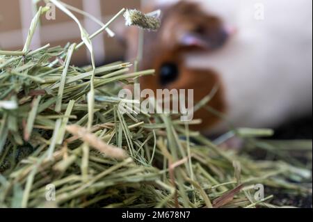 Timothy foin pile dans une cage avec un cobaye flou manger en arrière-plan. Banque D'Images