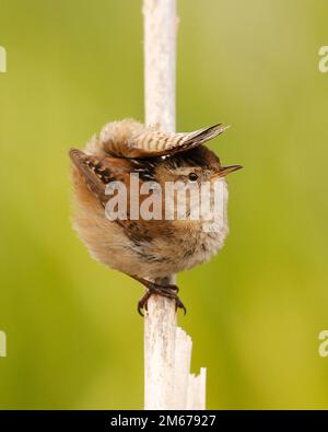 Un seul Wren de marais (Cistophorus palustris) perché sur un roseau d'herbe sec avec sa queue enroulée et autour de son dos et de sa tête, contre un b vert Uni Banque D'Images