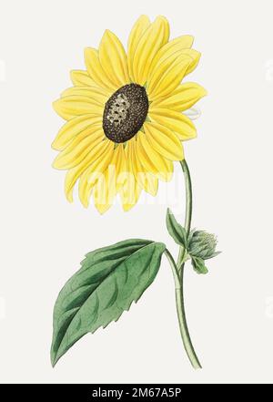 Tournesol californien vintage pour la décoration Illustration de Vecteur