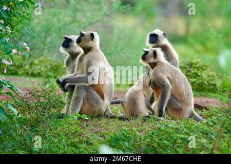 Black face Indian Monkeys ou Hanuman langurs ou indian Langur ou singe famille ou groupe pendant l'extérieur, troupe de singe. Famille de langur indien noir Mo Banque D'Images