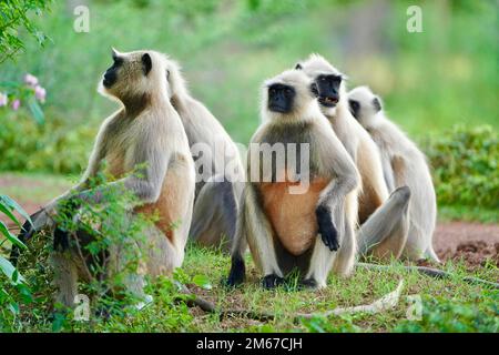 Black face Indian Monkeys ou Hanuman langurs ou indian Langur ou singe famille ou groupe pendant l'extérieur, troupe de singe. Famille de langur indien noir Mo Banque D'Images