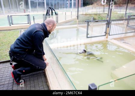 Norddeich, Allemagne. 19th décembre 2022. Le gardien d'animaux Fabian Gathmann regarde dans une piscine à la station des phoques où nagent un jeune phoque. L'année dernière, la station de phoques de Norddeich a pris plus d'hurleurs en charge et les a élevés que jamais auparavant. Credit: Hauke-Christian Dittrich/dpa/Alay Live News Banque D'Images