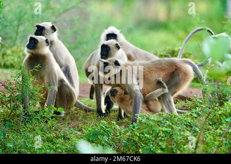 Black face Indian Monkeys ou Hanuman langurs ou indian Langur ou singe famille ou groupe pendant l'extérieur, troupe de singe. Famille de langur indien noir Mo Banque D'Images