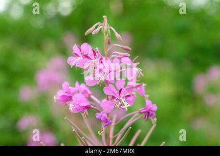 Fleurs violettes sally. La plante médicinale saule-herbe pousse dans le pré. Mise au point sélective Banque D'Images