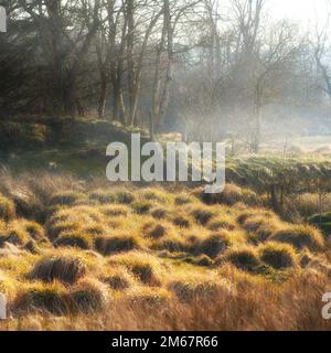 Zone humide danoise - Parc national de Rebild. Nature matinale - terre marécageuse. Un sol humide et boueux trop doux pour supporter un corps lourd. Parc national de Rebild, Jutland Banque D'Images