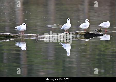 Vienne, Autriche. Les goélands à tête noire du plumage d'hiver (Chericocephalus ridibundus) sont assis sur une bûche et se reflètent dans l'eau Banque D'Images