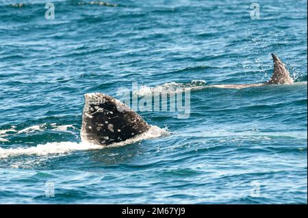 La nageoire à queue géante d'une baleine grise surmontée au large de la côte de californie. Banque D'Images