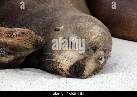 Le lion de mer de Galapagos sur la plage de Gardner Bay, l'île d'Espanola, l'île de Galapagos, l'Équateur Banque D'Images