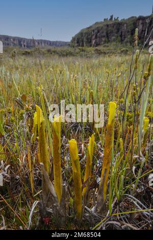 Pichets jaunes de la broméliade carnivore Brocchinia réducta, sur un plateau d'Amuri Tepui, Venezuela Banque D'Images