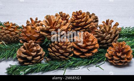 Quelques cônes de pin ou des acornes qui se trouvent au-dessus de certaines branches de pin sur un panneau en bois blanc Banque D'Images