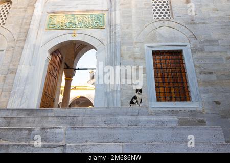 Un chat assis sur les escaliers d'une mosquée à Istanbul. Chats errants d'Istanbul. Istanbul Turkiye - 9.9.2022 Banque D'Images