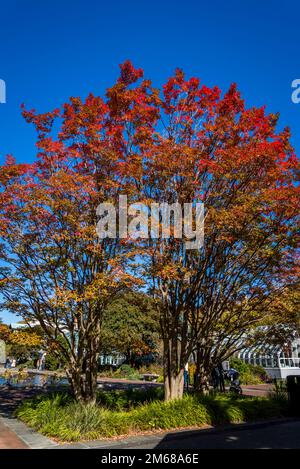 Brooklyn Botanic Garden, fondé en 1910, Brooklyn, New York City, Etats-Unis, Banque D'Images