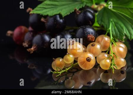 Cassis et blanc avec feuilles sur fond noir. Banque D'Images