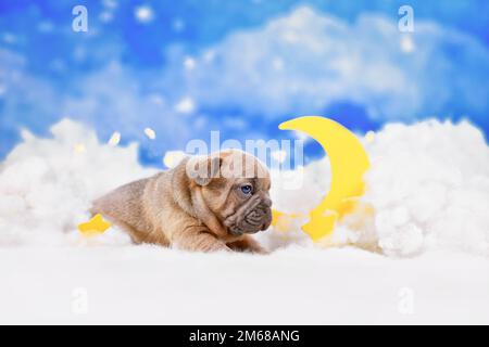 Choco Red fauve French Bulldog Puppy entre des nuages moelleux avec la lune et les étoiles Banque D'Images