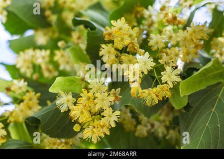 Arbre en fleurs fleurs de bois de tilleul, utilisé pour la pharmacie, apothicaire, médecine naturelle et guérison d'une tisane. Linden ou tilleul en fleurs comme zone de Banque D'Images