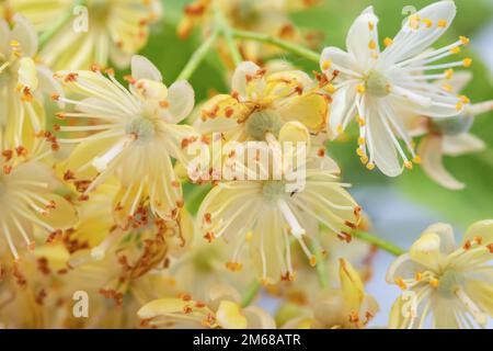 fleur d'arbre de tilleul au printemps, belle fleur d'arbre de tilleul au printemps pendant la floraison Banque D'Images