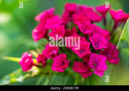 Belles fleurs roses vives de la nation turque dans le jardin d'été, Banque D'Images