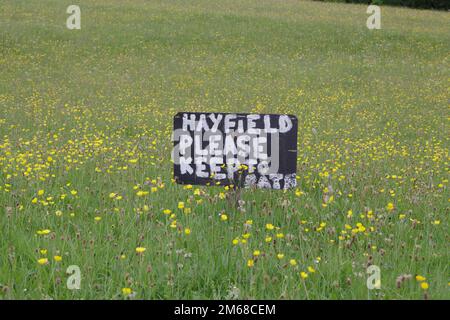 Prairies de foin pleines de fleurs sauvages à Teesdale, comté de Durham Banque D'Images