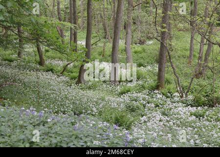 L'ail sauvage (Allium ursinum) pousse sur le sol des bois à Teesdale, dans le comté de Durham Banque D'Images