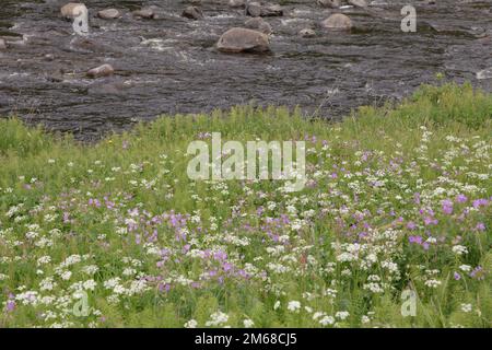 Des fleurs et des plantes sauvages poussent sur la rive des Tees de la rivière, dans le comté de Durham Banque D'Images