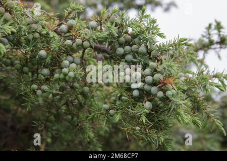 Baies de genévrier sur Juniperus communis ou buissons de genévrier commun dans Upper Teesdale, comté de Durham Banque D'Images