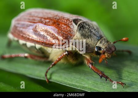 Cockchafer commun, Melolontha melolontha Beetle, reposant sur l'herbe. Faune et flore scène de la nature en Europe Banque D'Images